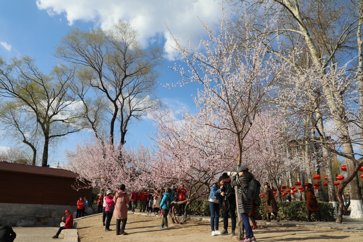 北京玉渊潭公园樱花节春季玉渊潭樱花盛开