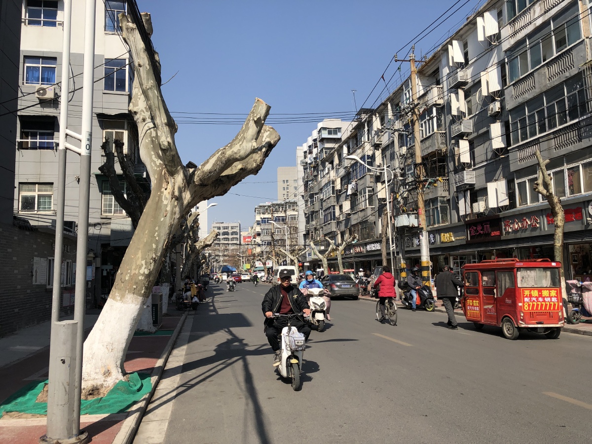 江苏徐州市宣武街修整的杨树骑行的送货小贩