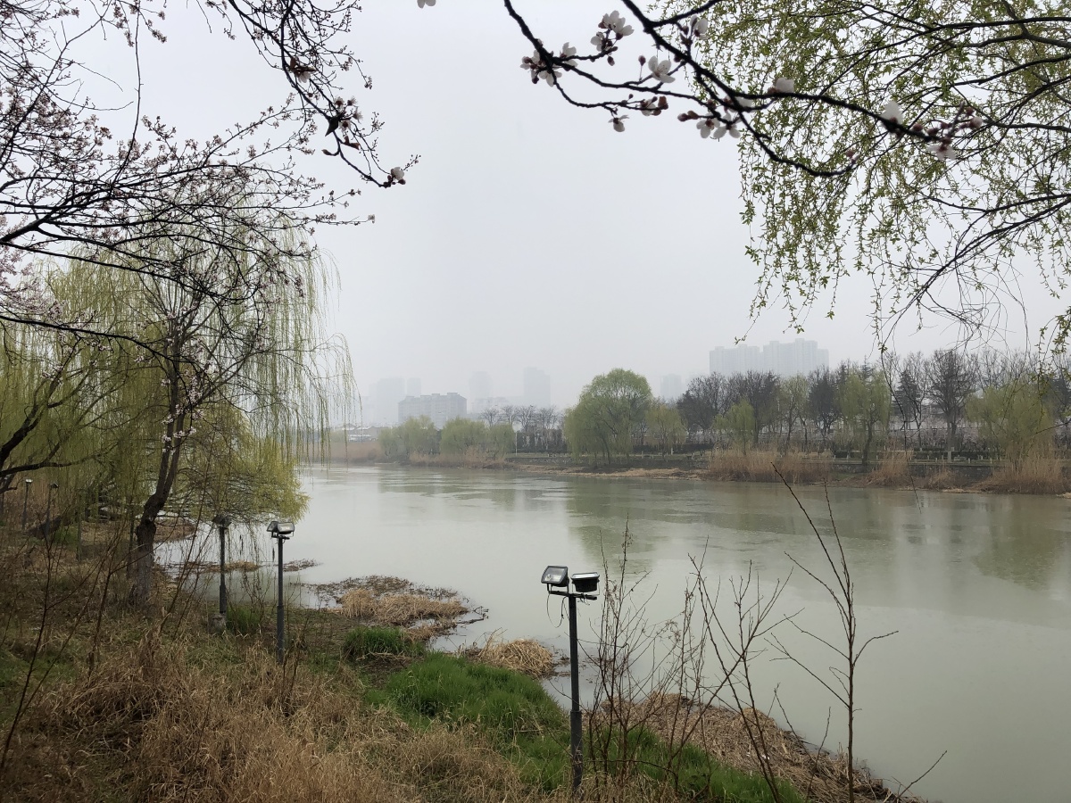 细雨蒙蒙下的江苏淮安市黄河故道春季花开