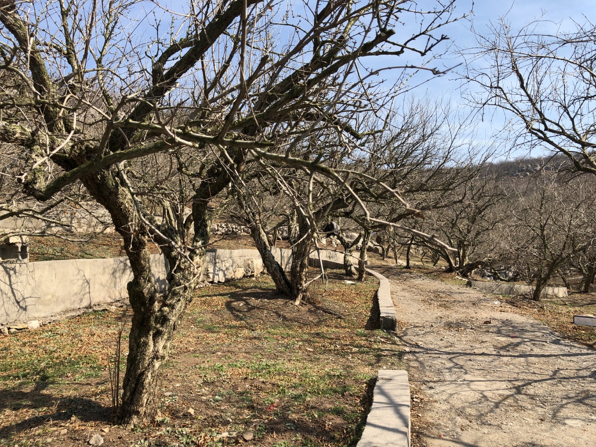 安徽淮北冬季光秃秃的明清石榴园古石榴树