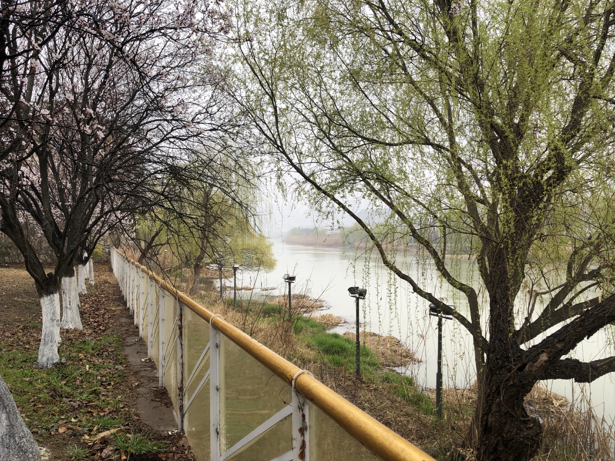 细雨蒙蒙下的江苏淮安市黄河故道春季花开