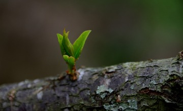 365111