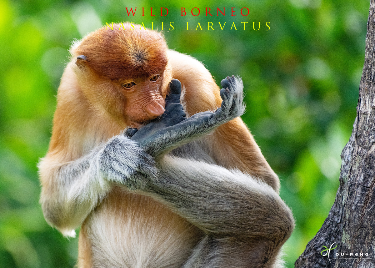 「脚真香」 - 区欠朋鸟