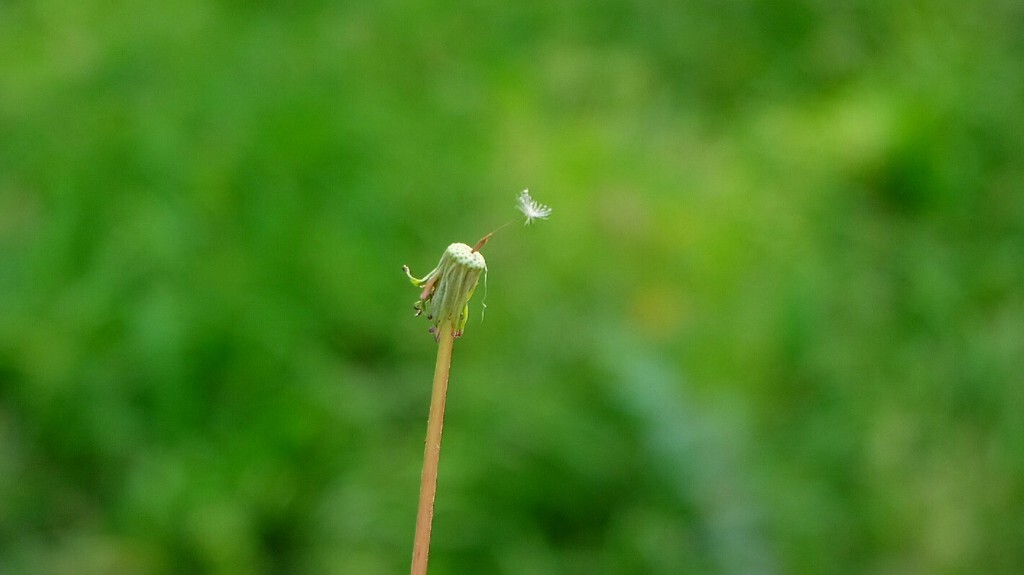 最后一颗种子