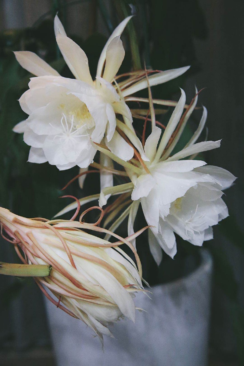 月下仙子独自美丽昙花一现赏花吃花