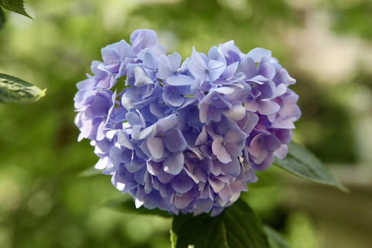 爱心无尽夏种出的花都是爱你的形状