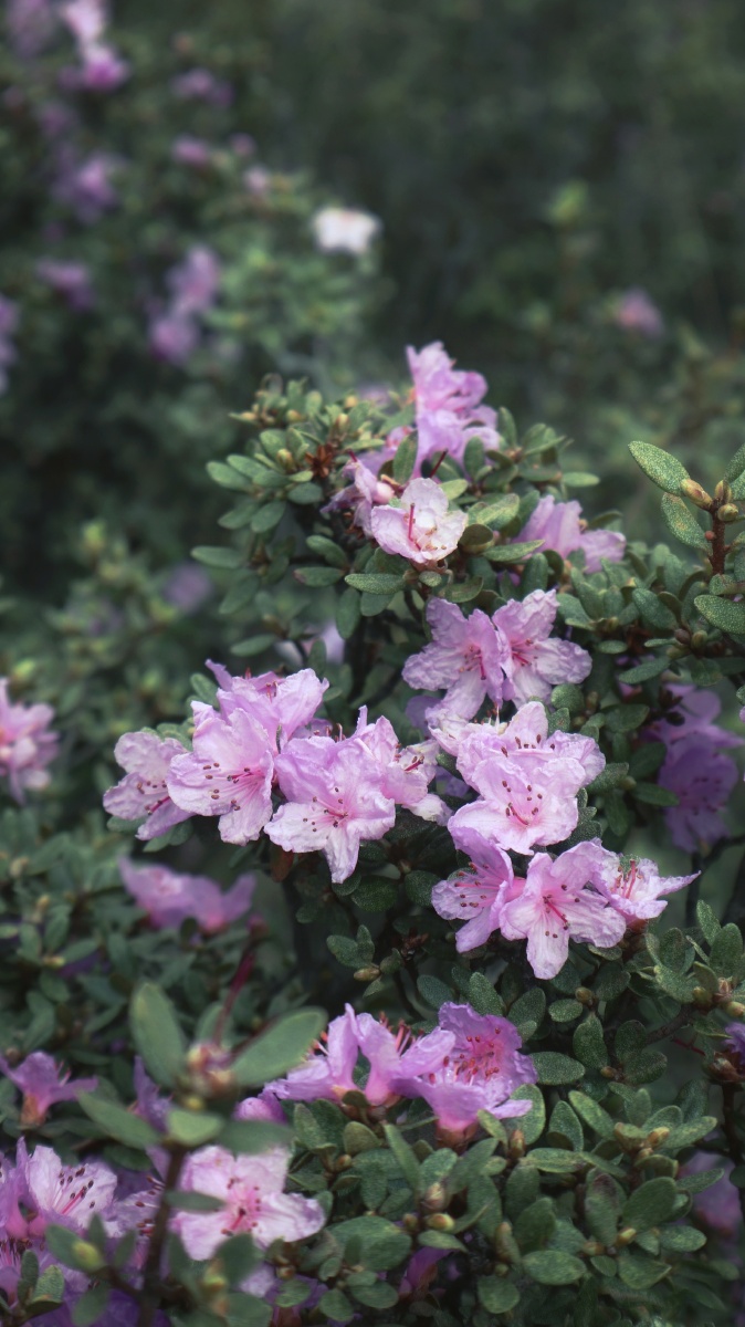 在四川阿坝羌族自治州的若尔盖县郎木寺镇爬山时遇到的高山上的密枝