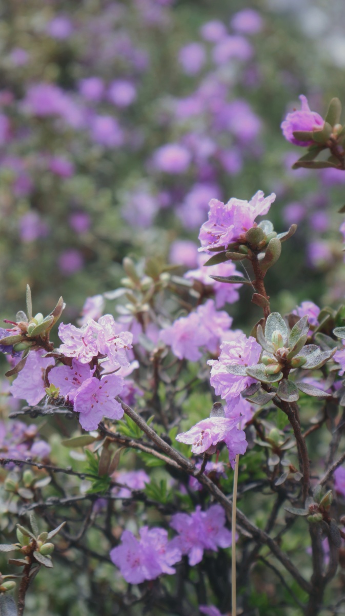 若尔盖县郎木寺镇爬山时遇到的高山上的密枝杜鹃超级美丽585158