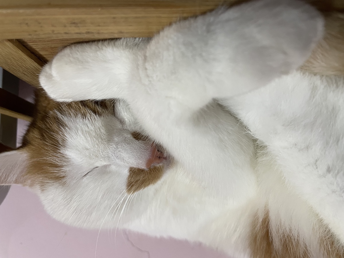 今日主角可乐喵