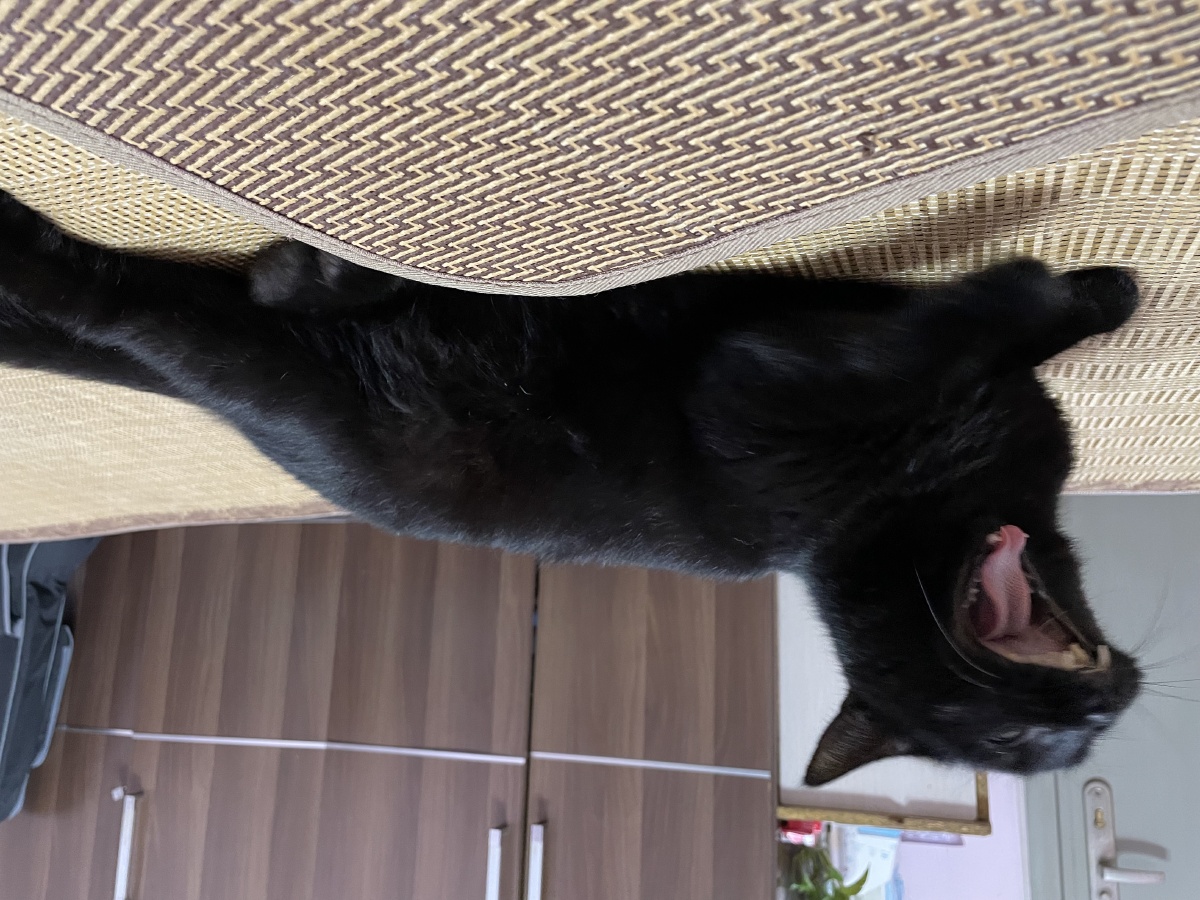 今日主角可乐喵