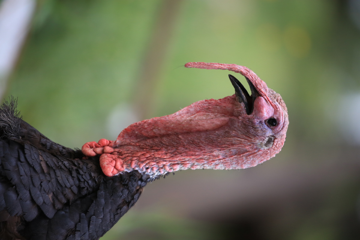 长鼻子的火鸡摄于新疆温泉县