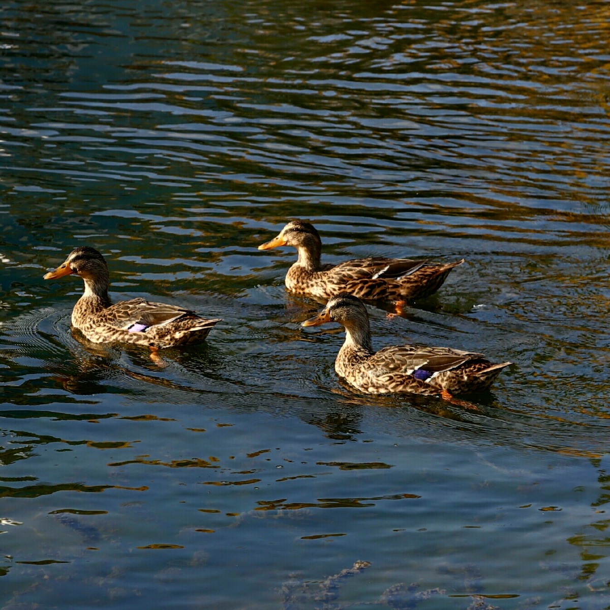 1/117在图虫看动物世界鸭池塘野生动物