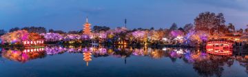 蓝调樱园夜