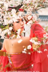 樱花情