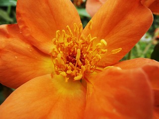 SAM_2648(1)