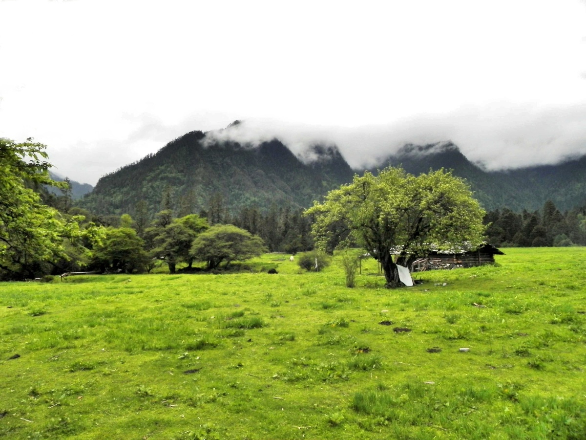 仙境南伊沟 南伊沟位于林芝米林县南伊乡,又称药王谷,是一条幽静的