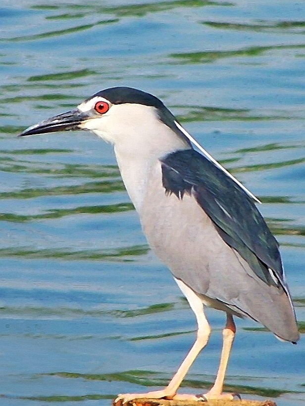 鸟类河北摄影家俱乐部山东摄影家俱乐部合肥市摄影家协会河北摄影圈