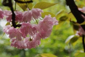 淡淡的