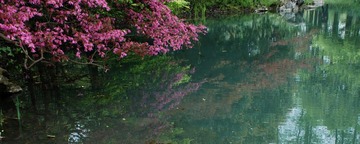 花和水