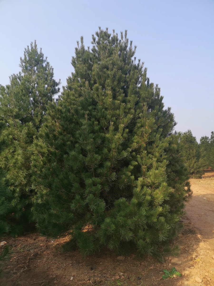 西藏乔木苗木基地