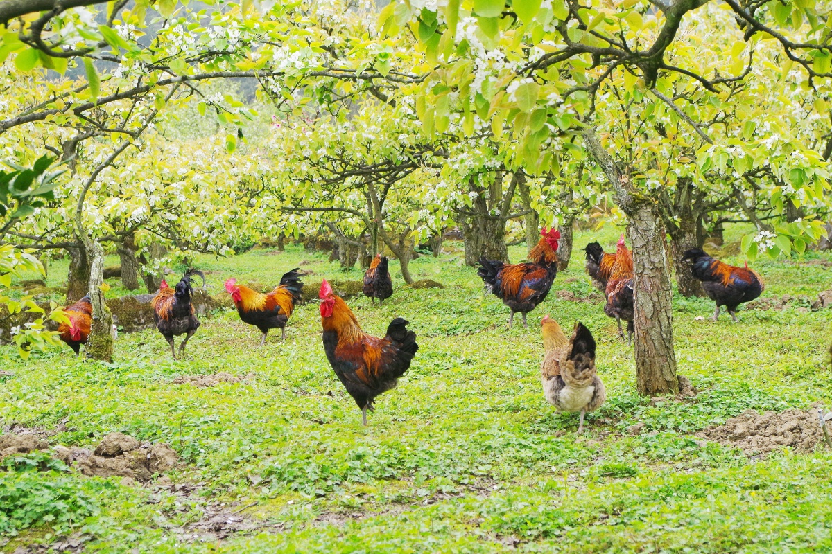 梨花鸡