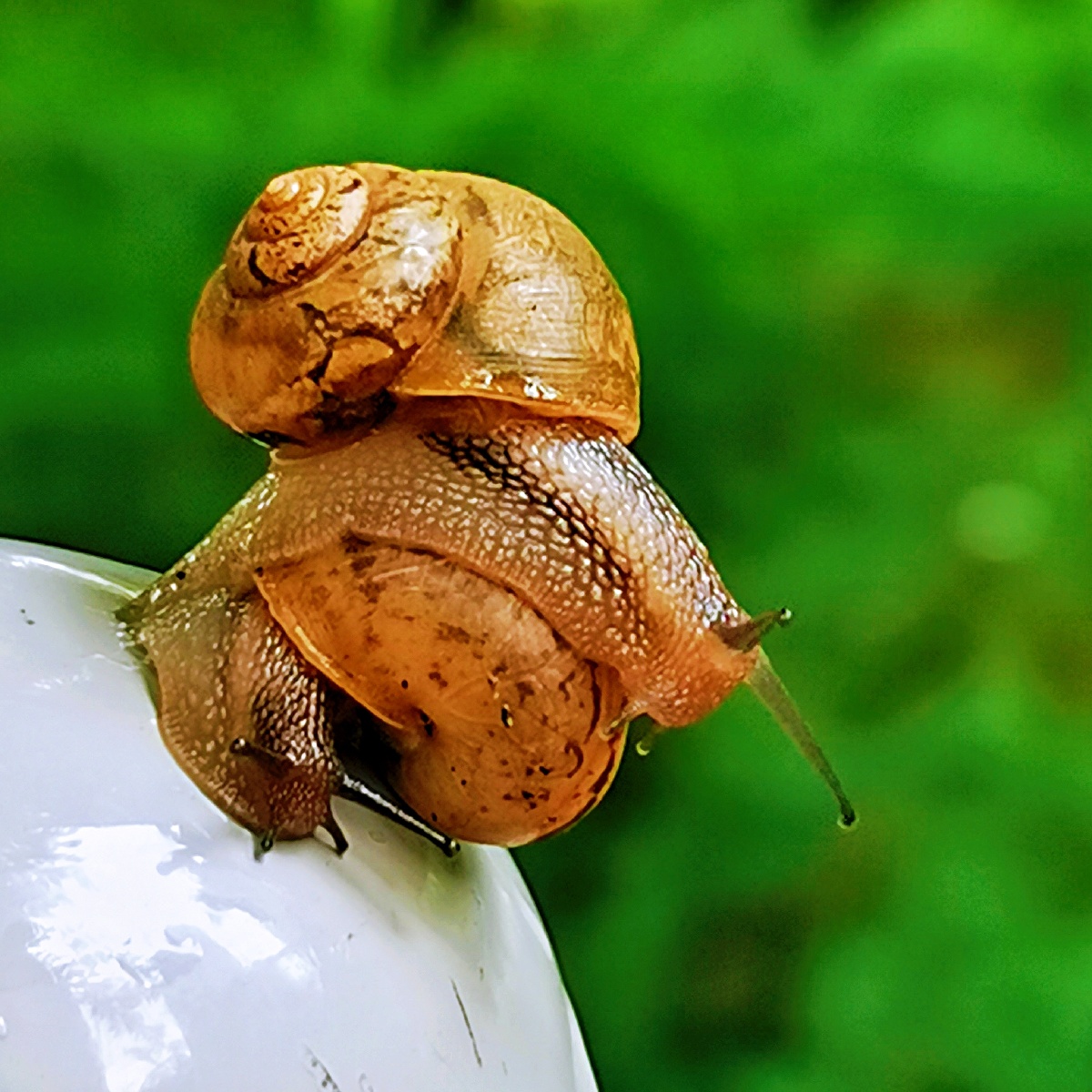 今晨因下大雨未能跑步借机跑休雨后小区漫步发现蜗牛便随拍蜗牛之恋
