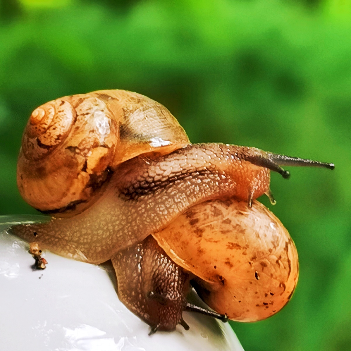 今晨因下大雨未能跑步借机跑休雨后小区漫步发现蜗牛便随拍蜗牛之恋