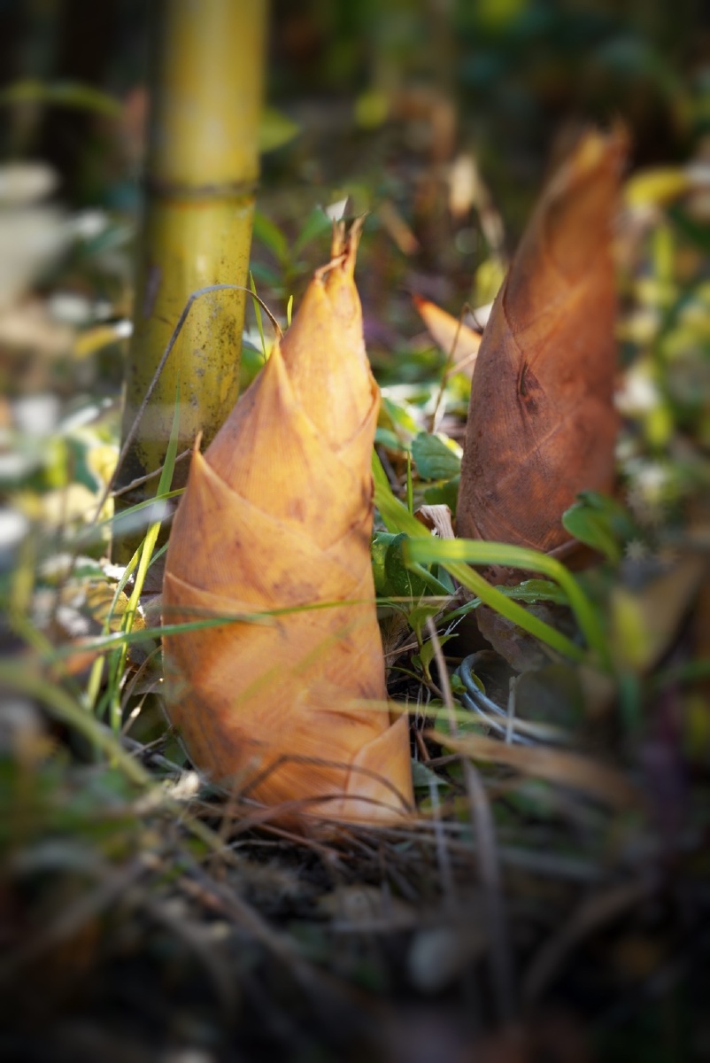 冬笋自然好冬笋,新鲜零距离 - ailset丨摄影师5945 - 图虫