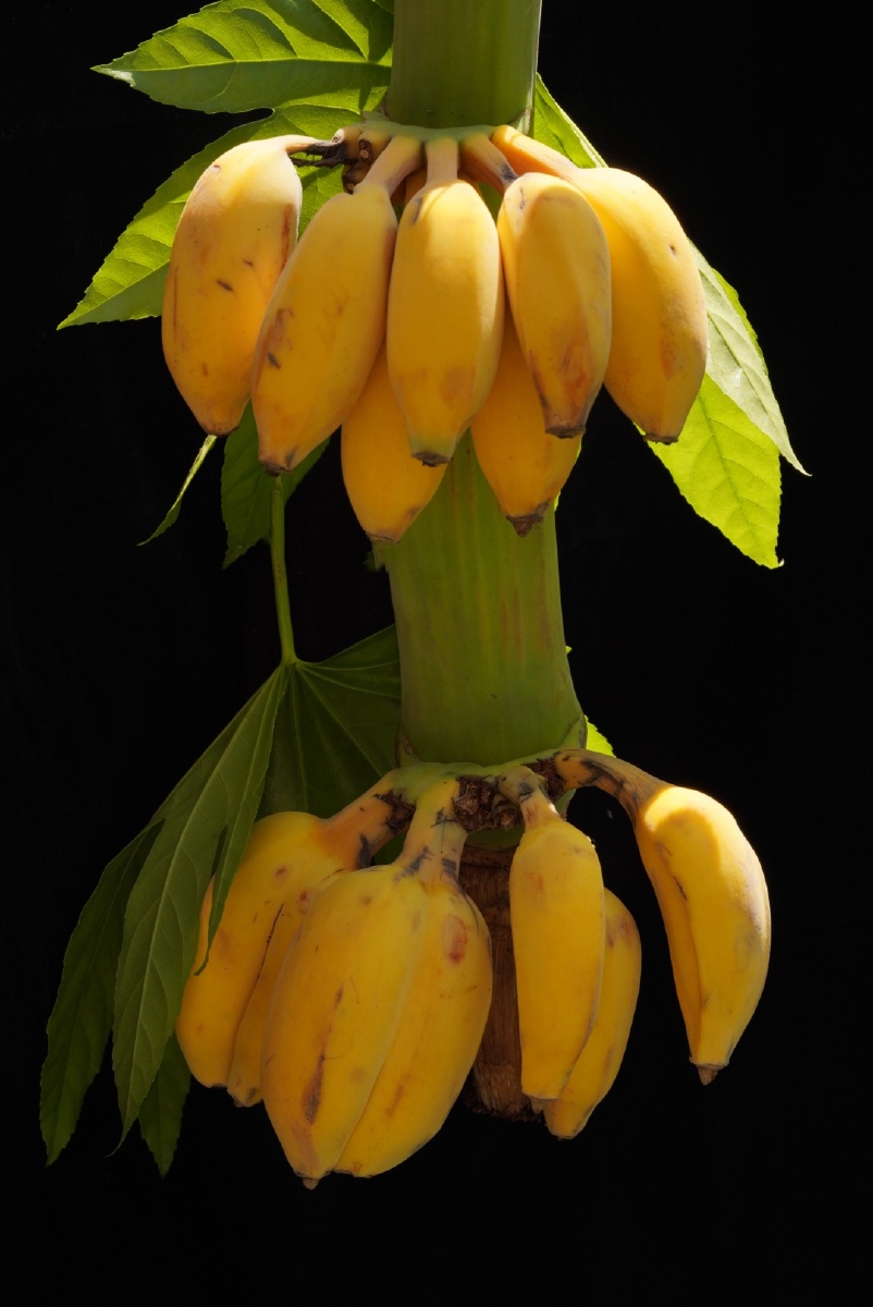 香蕉- 摄影师5945 - 图虫