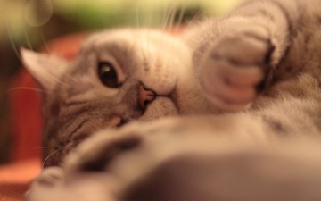 猫