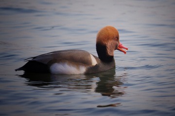 DSC00016_??fghjk-01