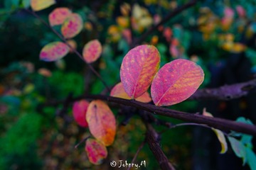 DSC00845-1