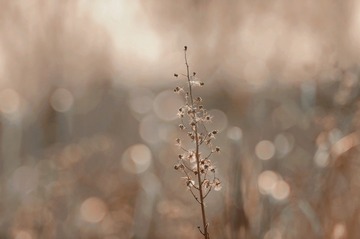 0F970161-AB32-4580-B4D2-A451A2C97821/L0/001