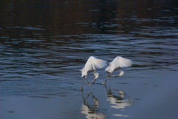 IMGP9145_