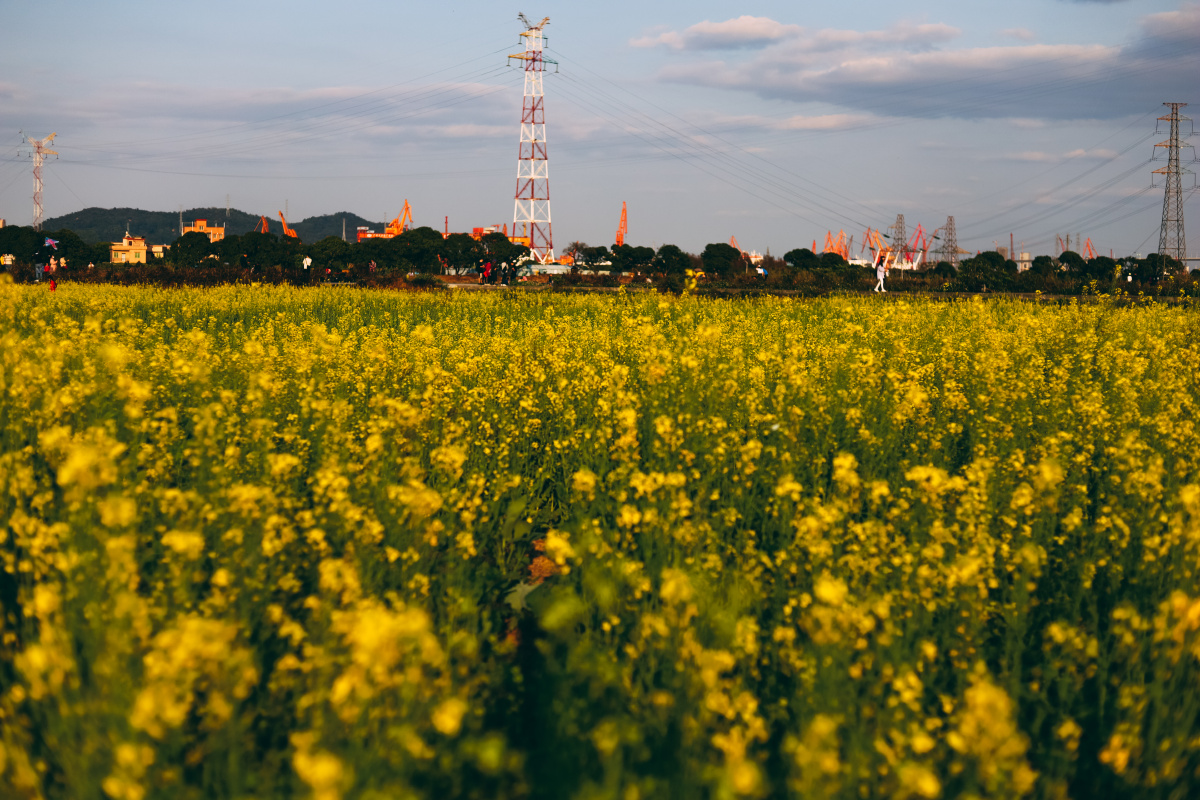 大吉沙岛的油菜花田