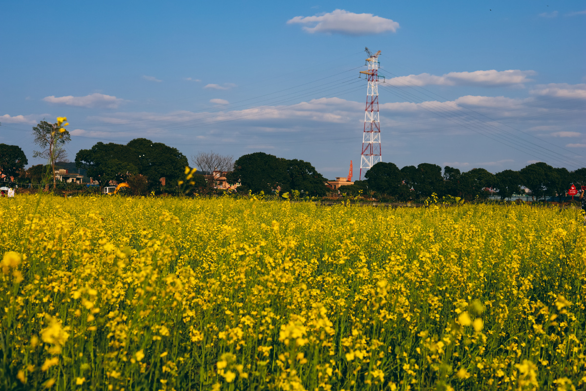大吉沙岛的油菜花田