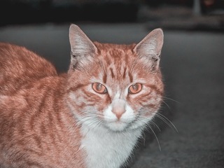 1287471