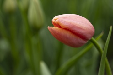 29544