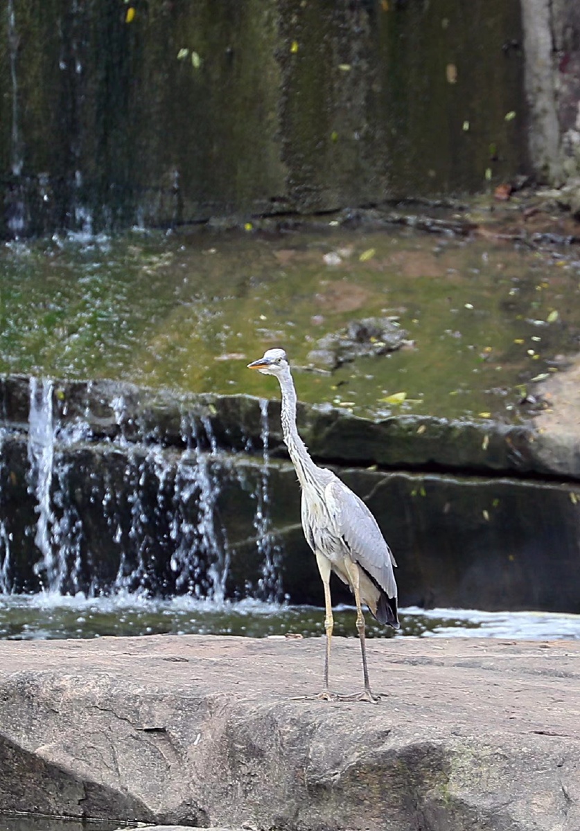 青羊镇抓拍到国家三有动物老等鸟老等鸟学名苍鹭又称青庄