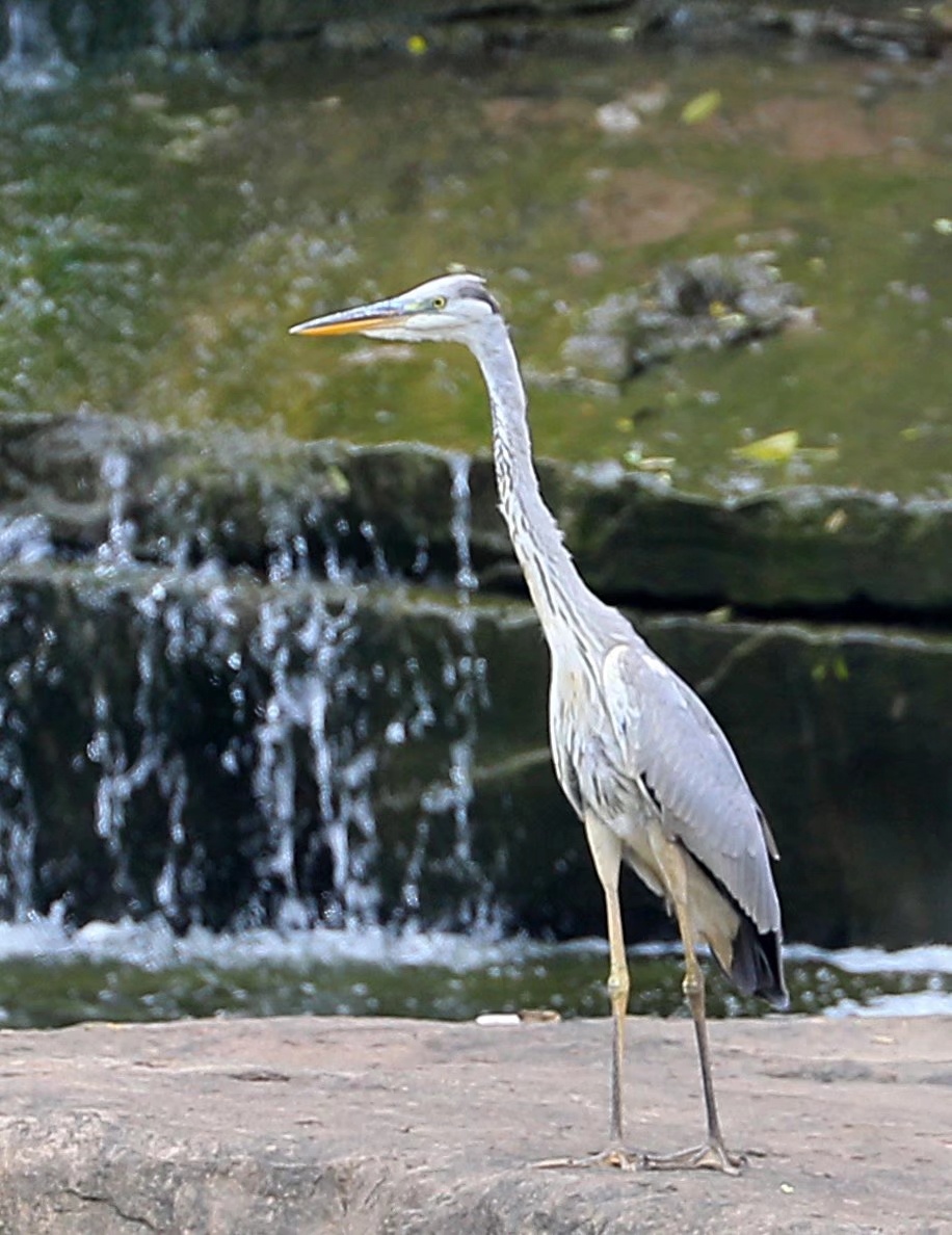 青羊镇抓拍到国家三有动物老等鸟老等鸟学名苍鹭又称青庄