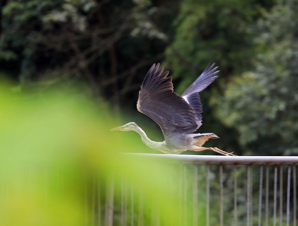 青羊镇抓拍到国家三有动物老等鸟老等鸟学名苍鹭又称青庄