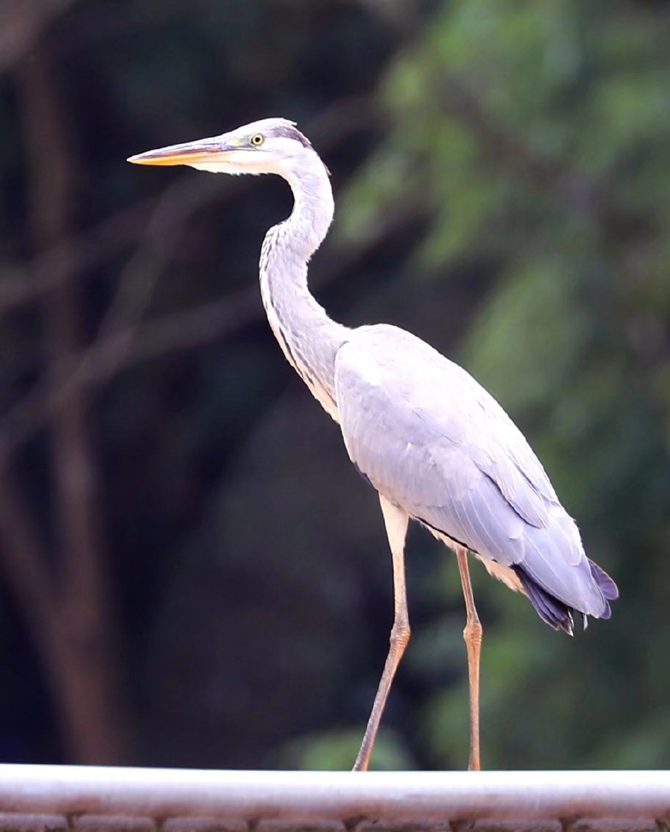 青羊镇抓拍到国家三有动物老等鸟老等鸟学名苍鹭又称青庄