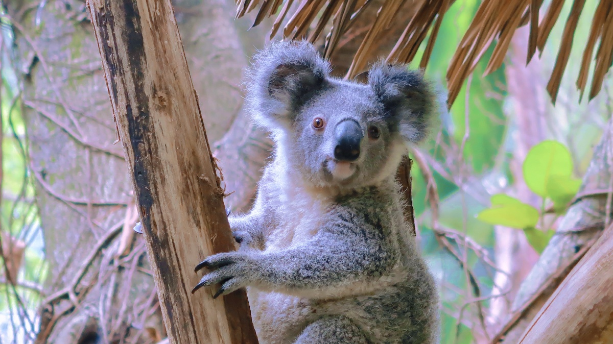 长隆野生动物世界的睡神小考拉憨态可掬的样子探头探脑