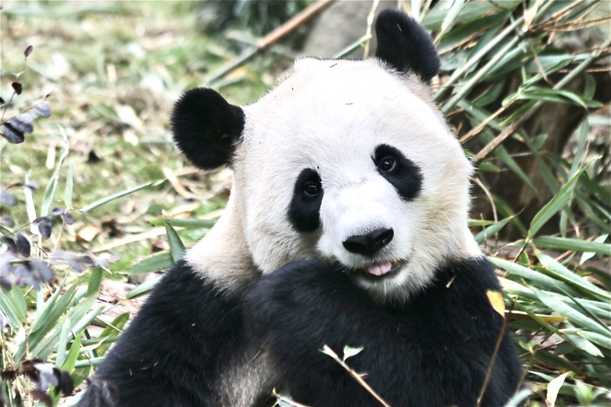 吐舌头的可爱大熊猫