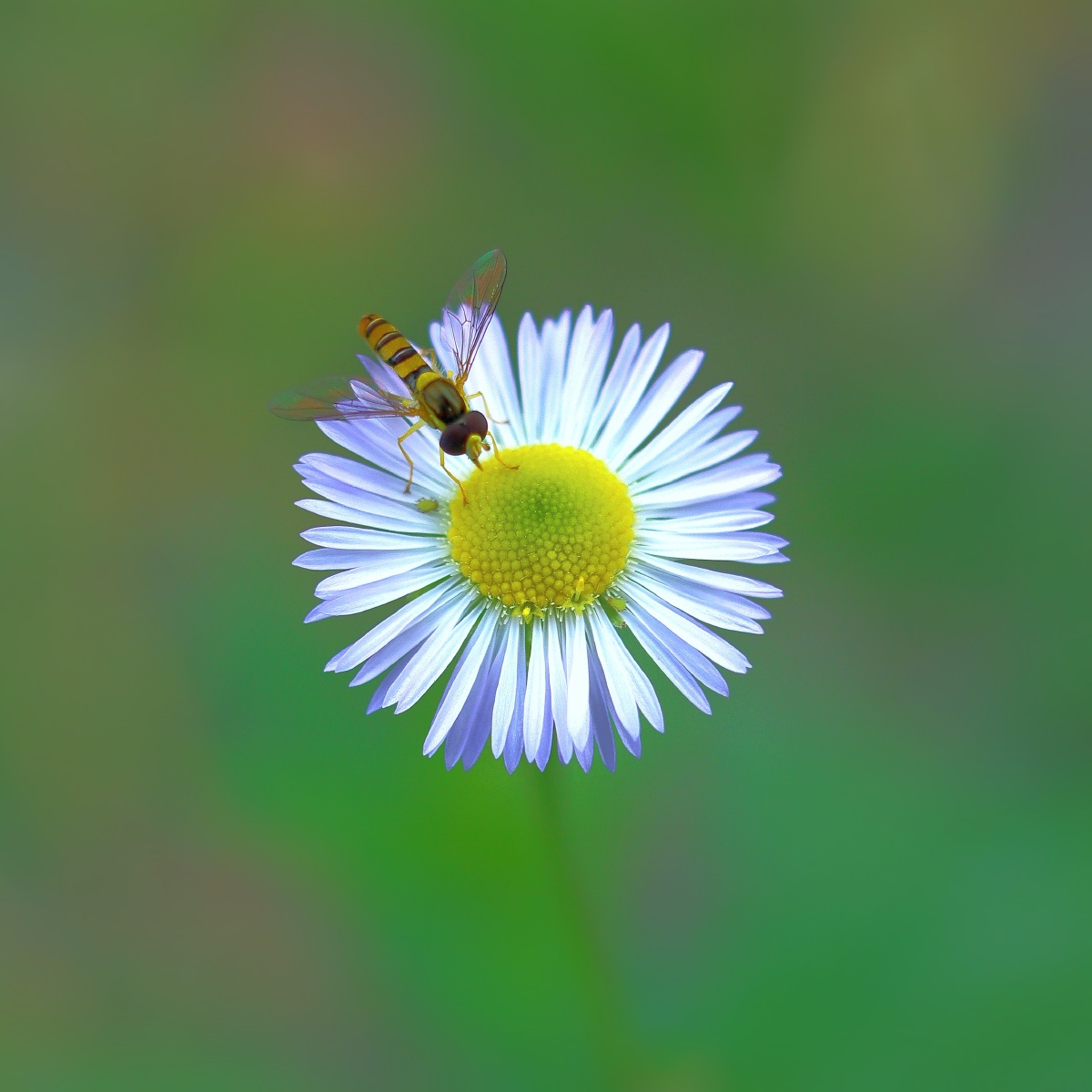 一年蓬野菊花《夏日的微笑》 - 追逐太阳的华哥 - 图虫