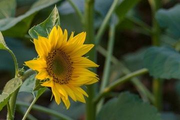 1084806