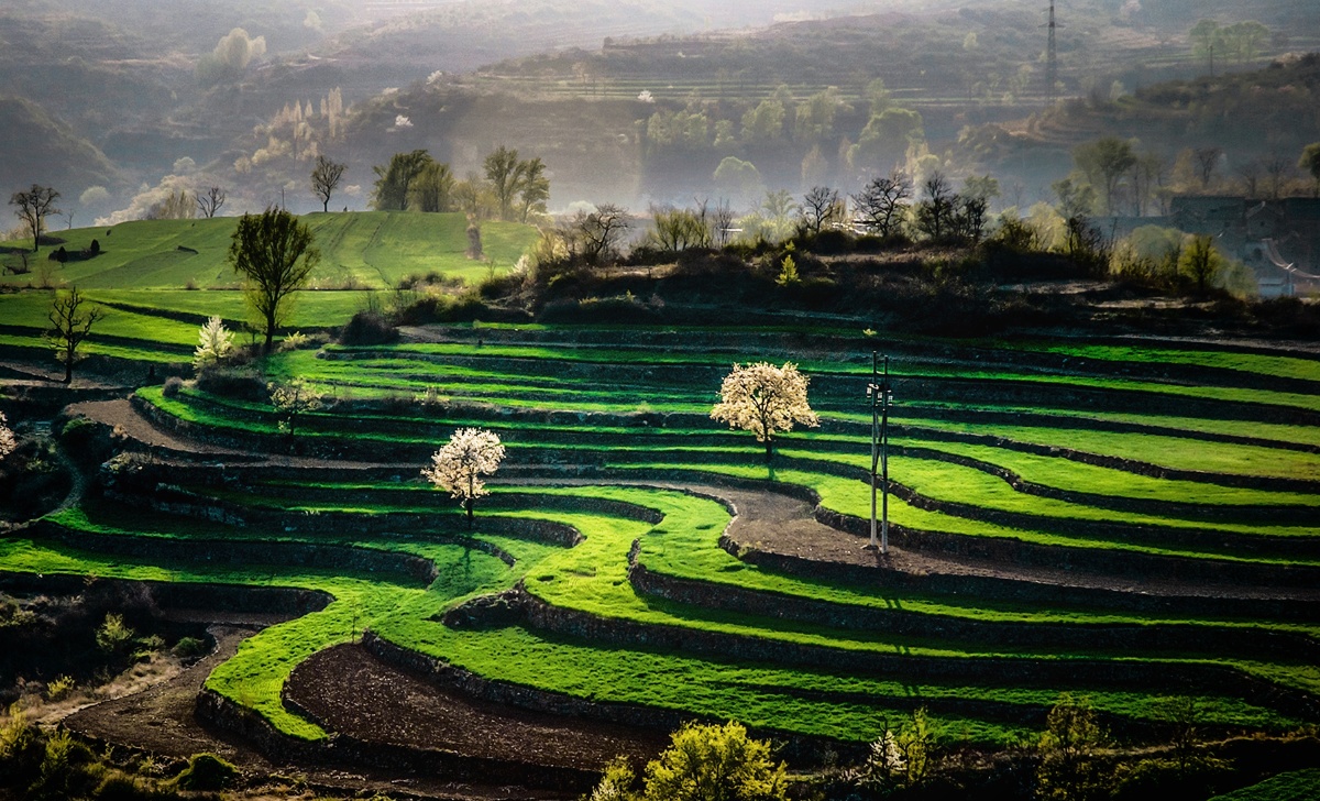 盼春北方梯田春日风光