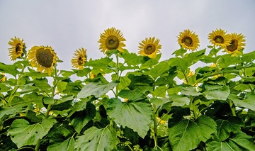 向阳花开  史亢锋 摄
