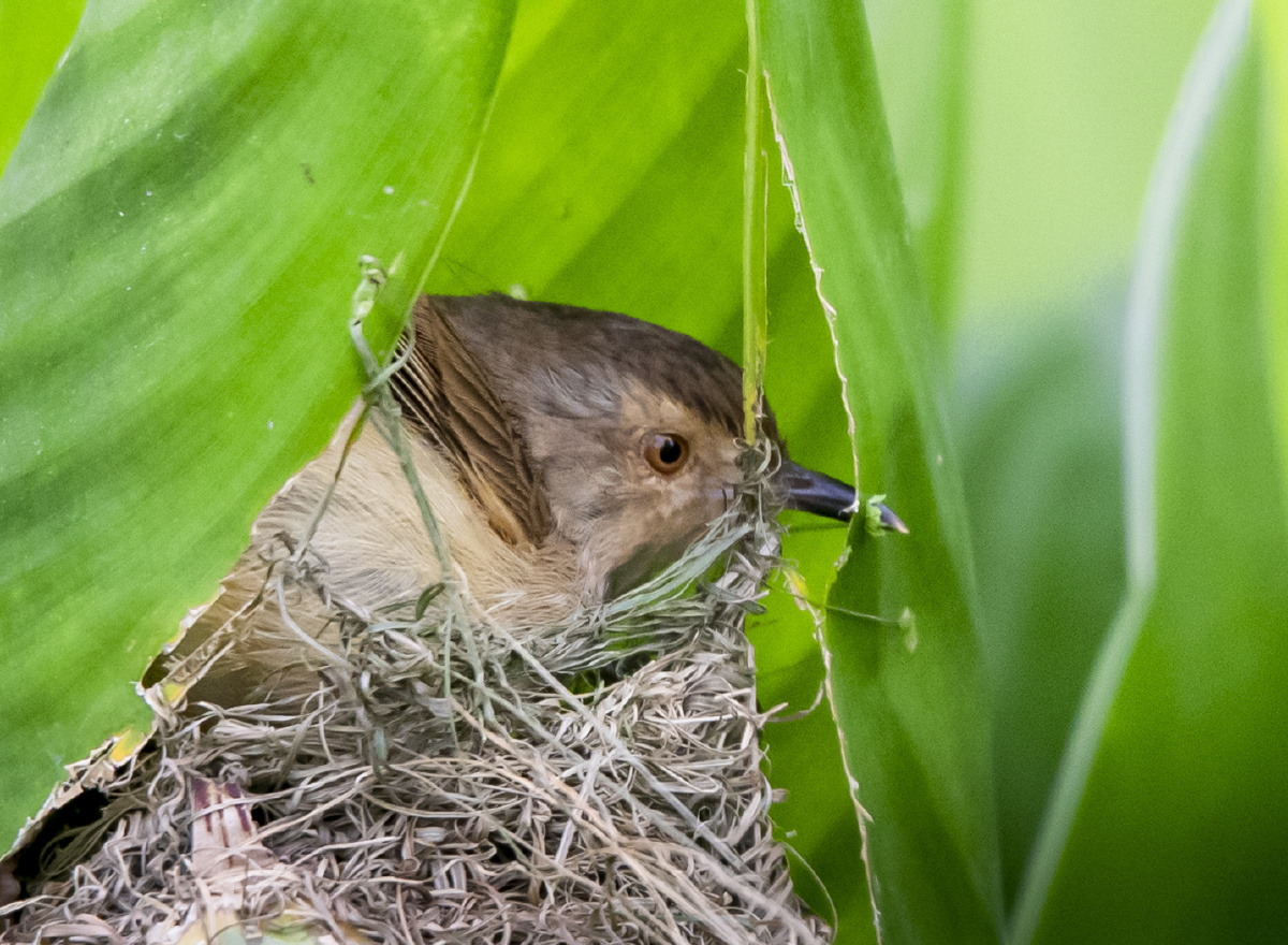 勤劳的鹪莺在加固自己的窝