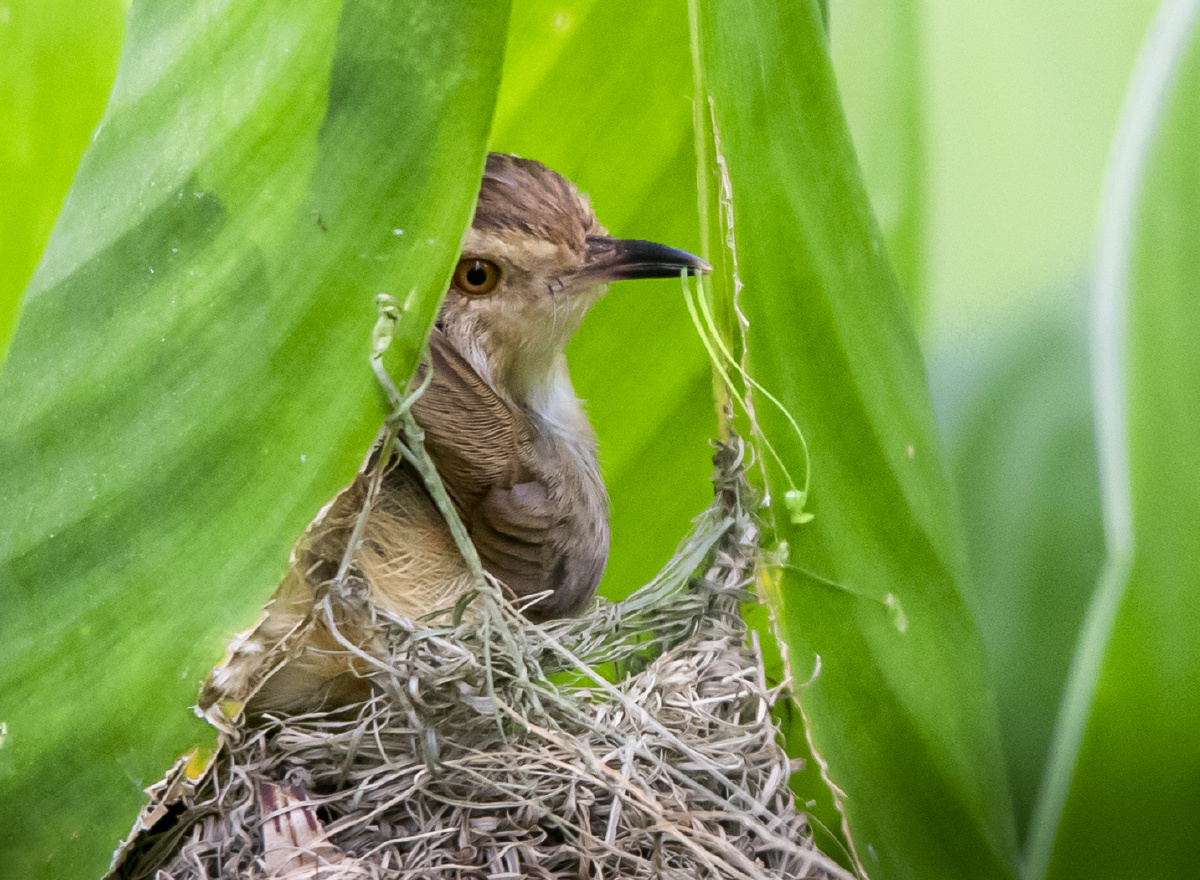 勤劳的鹪莺在加固自己的窝